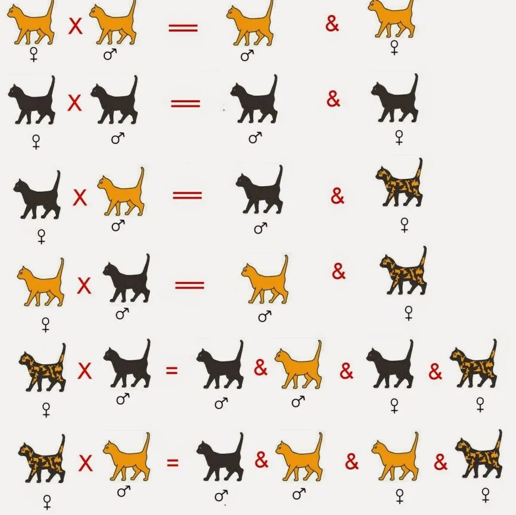 Британская голубая прямоухая порода кошек. Британская короткошёрстная кошка. Окрас табби у кошек. Генетика окрасов кошек. Породы кошек по окрасу.