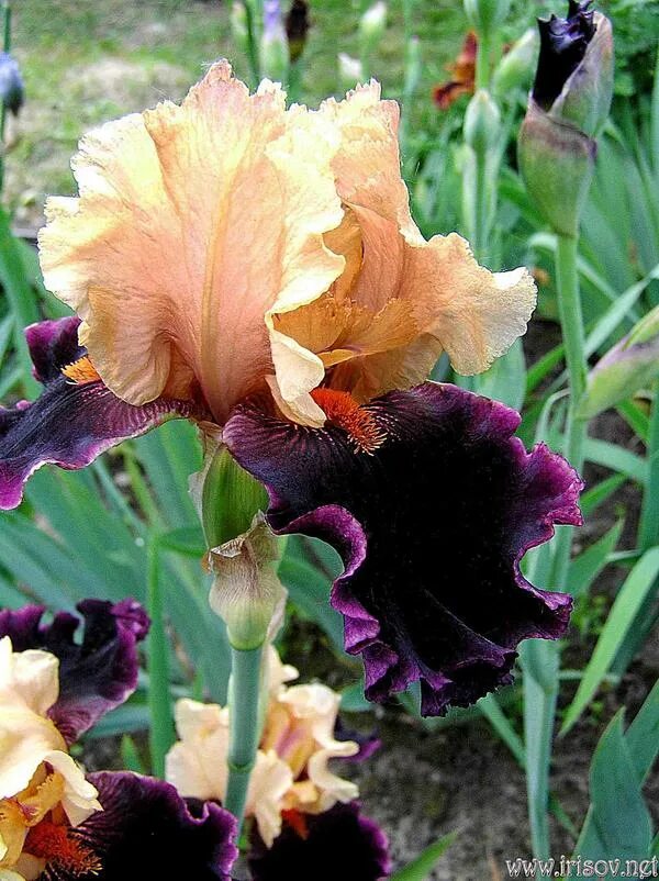 ирис бородатый undercurrent. ирисы бородатые wonder never cease. ирис сорт тим плейер. ирис семейные. ирис бородатый брейкерс.