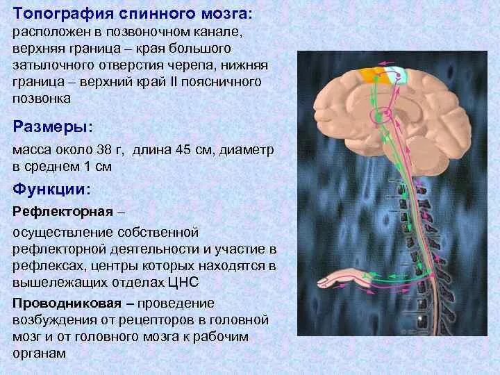 Тело и отростки расположены в спинном мозге. Спинной мозг топография строение функции. Наружное строение спинного мозга. Топография спинного мозга кратко. Топография форма и строение спинного мозга.