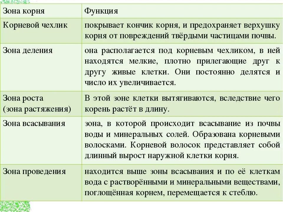 Корень растений строение корня функции. Зоны корня и их значения таблица. Зоны корня особенности строения и функции. Таблица зоны корня 6 класс биология. Таблица по биологии 6 класс зоны корня.