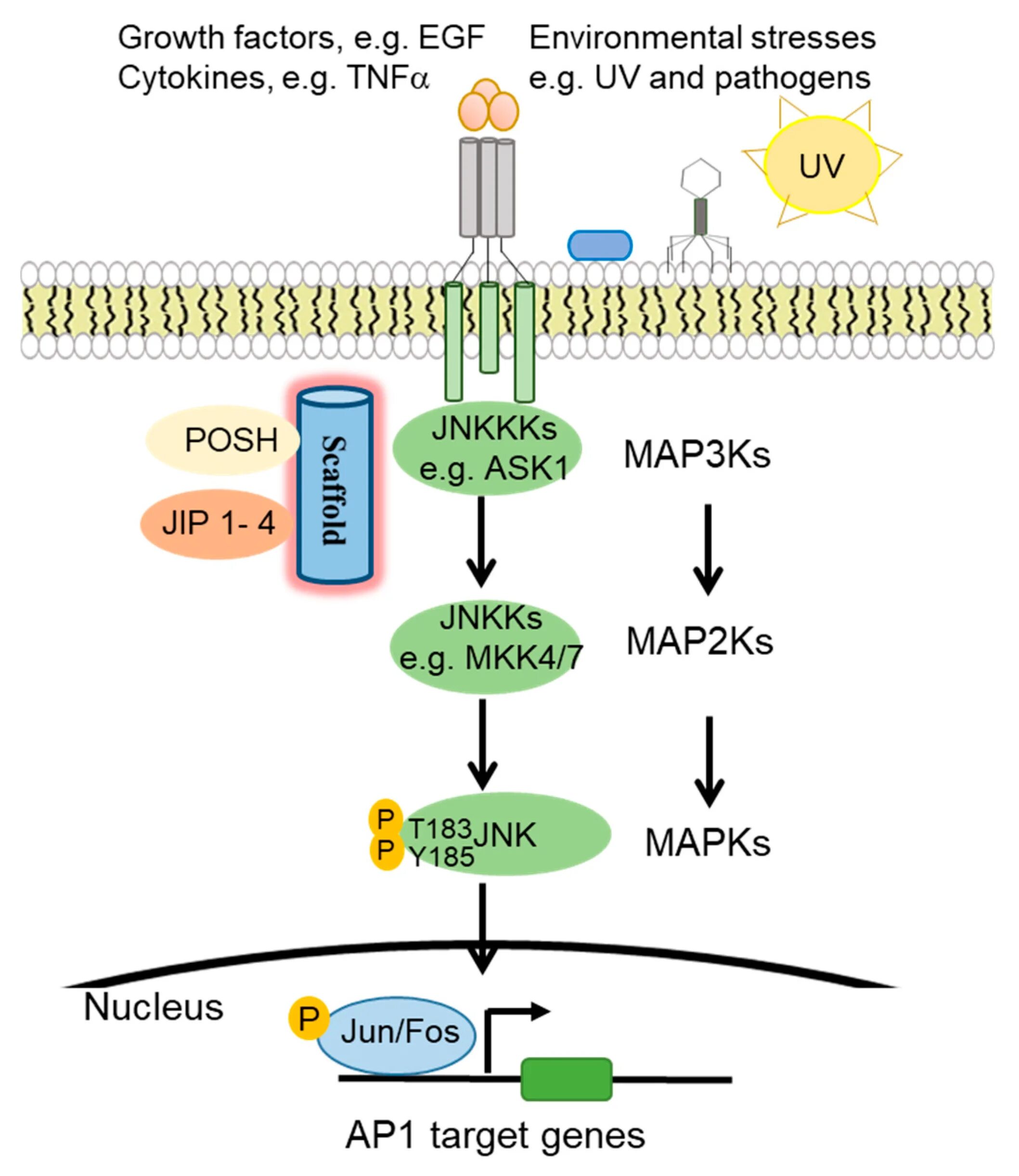 Jnk. Инсулин сигналинг. Jnk pathway. White-apricot drosophila melanogaster tryptophan pathway. Wnt pathway.