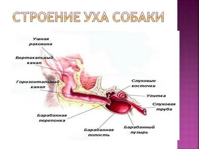 Внутреннее ухо собаки. Строение внутреннего уха собаки. Органы слуха собаки анатомия. Ухо собаки строение анатомия. Строение наружного уха животного.