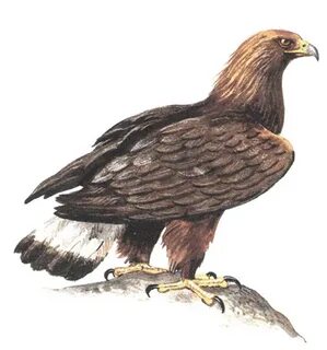 Брент Эверетттің суреті