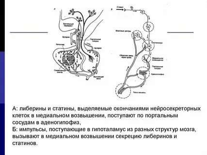 Нейросекреторные клетки гипоталамуса