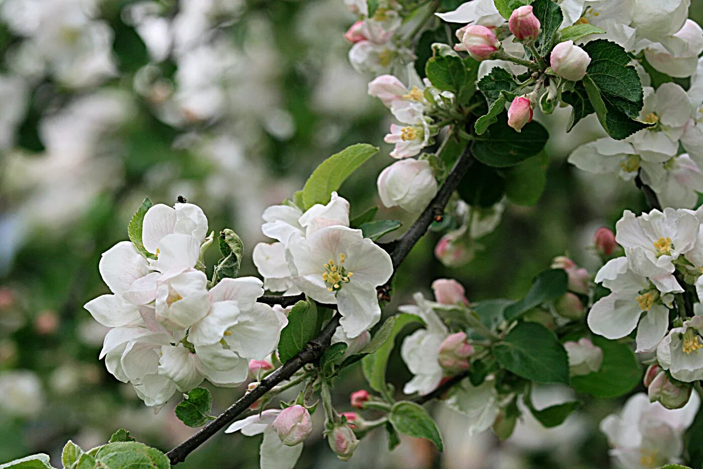 Яблоньки разбор. Яблоня Malus. Яблоня Глостер. Яблоня Глостер цветение.