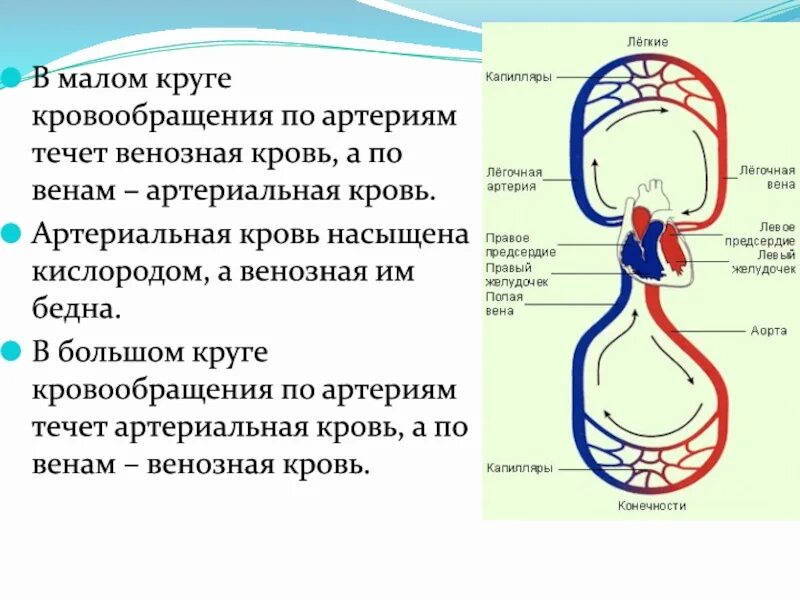 Конец большого круга. Круги кровообращения артериальная и венозная кровь. Большой и малый круг кровообращения артерии и вены. Малый круг кровообращения венозная кровь. Какая кровь течет по артериям.