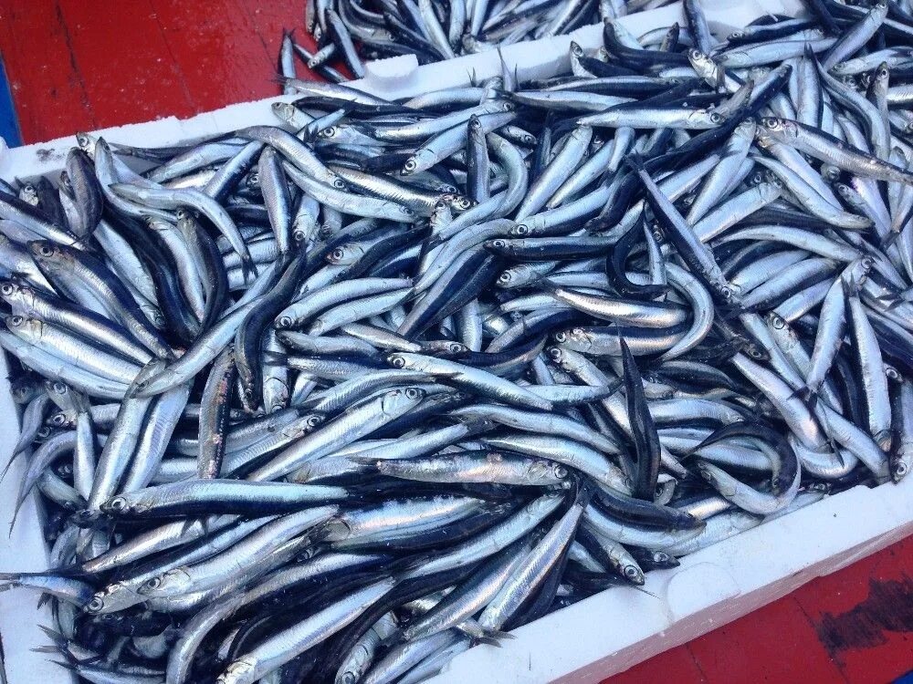 хамса темрюк. хамса темрюк. старая керчь этикетки. хамса темрюк. главконсерв ссср логотип.