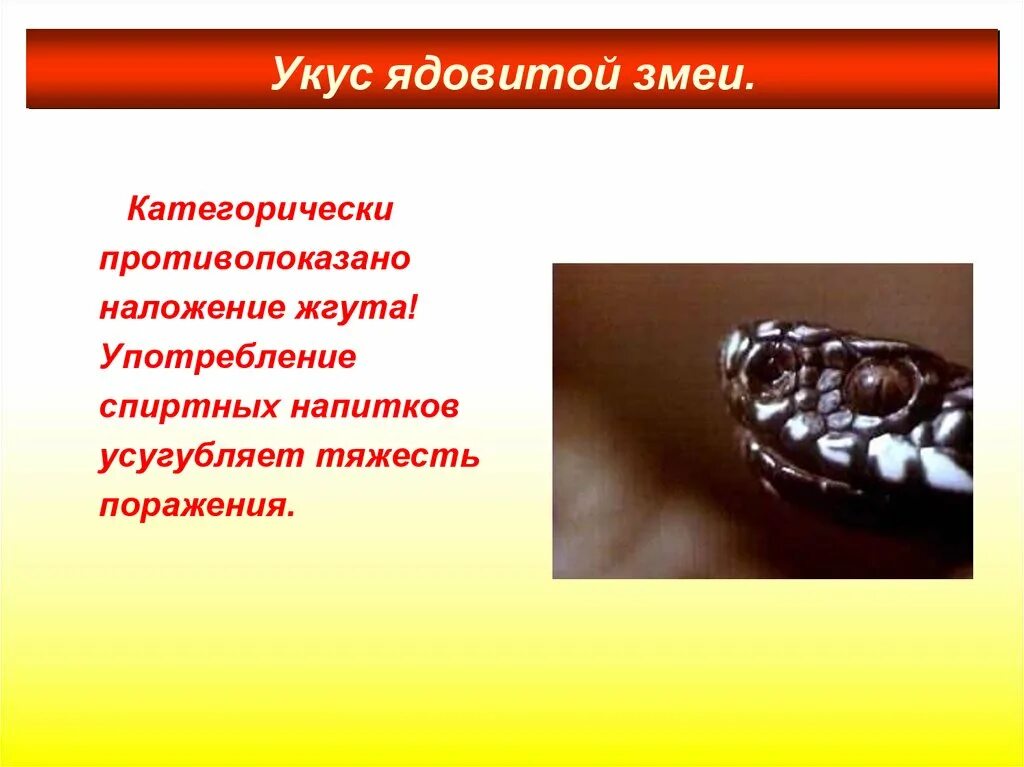 Симптомы укуса ядовитой змеи. Памятка при укусе змеи. Симптомы при укусе змеи. Укусы змей презентация. Симптомы отравления змеиным ядом.