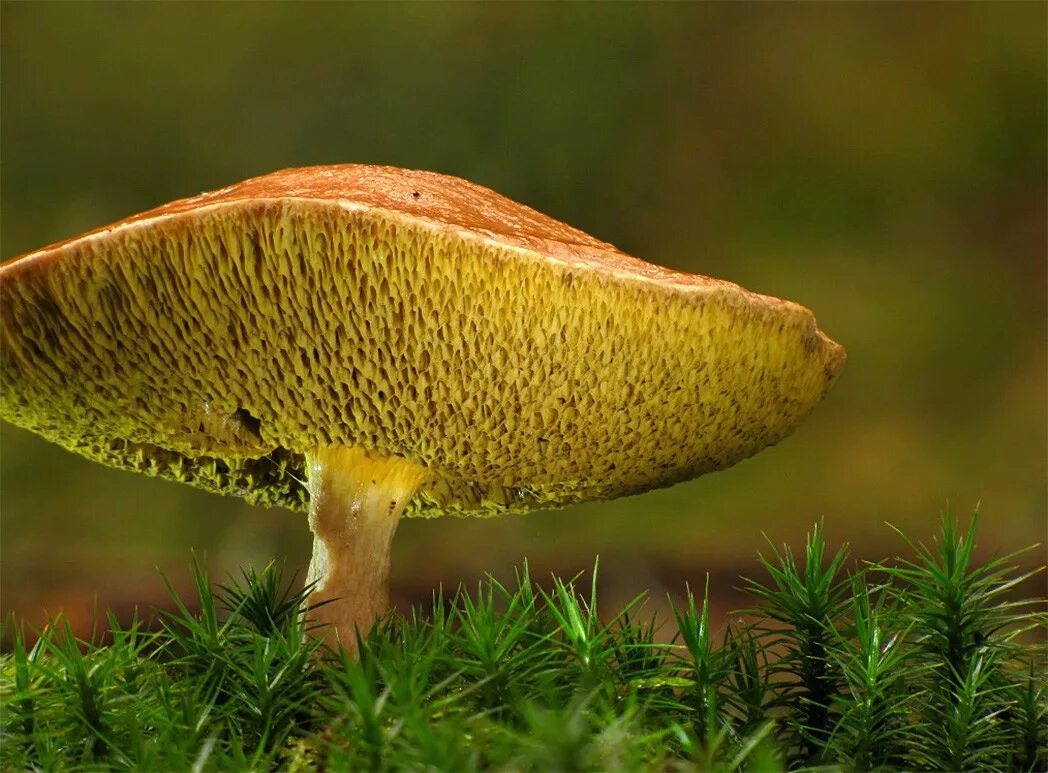 Трубчатый гриб 7. Козляк (Suillus bovinus). Козляк Решетник гриб. Моховик и Козляк. Гриб моховик (Козляк.