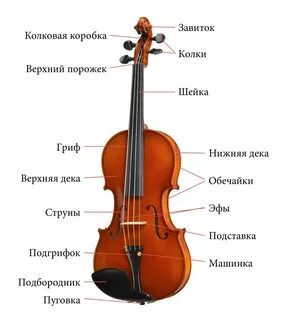 Используют для скрипки