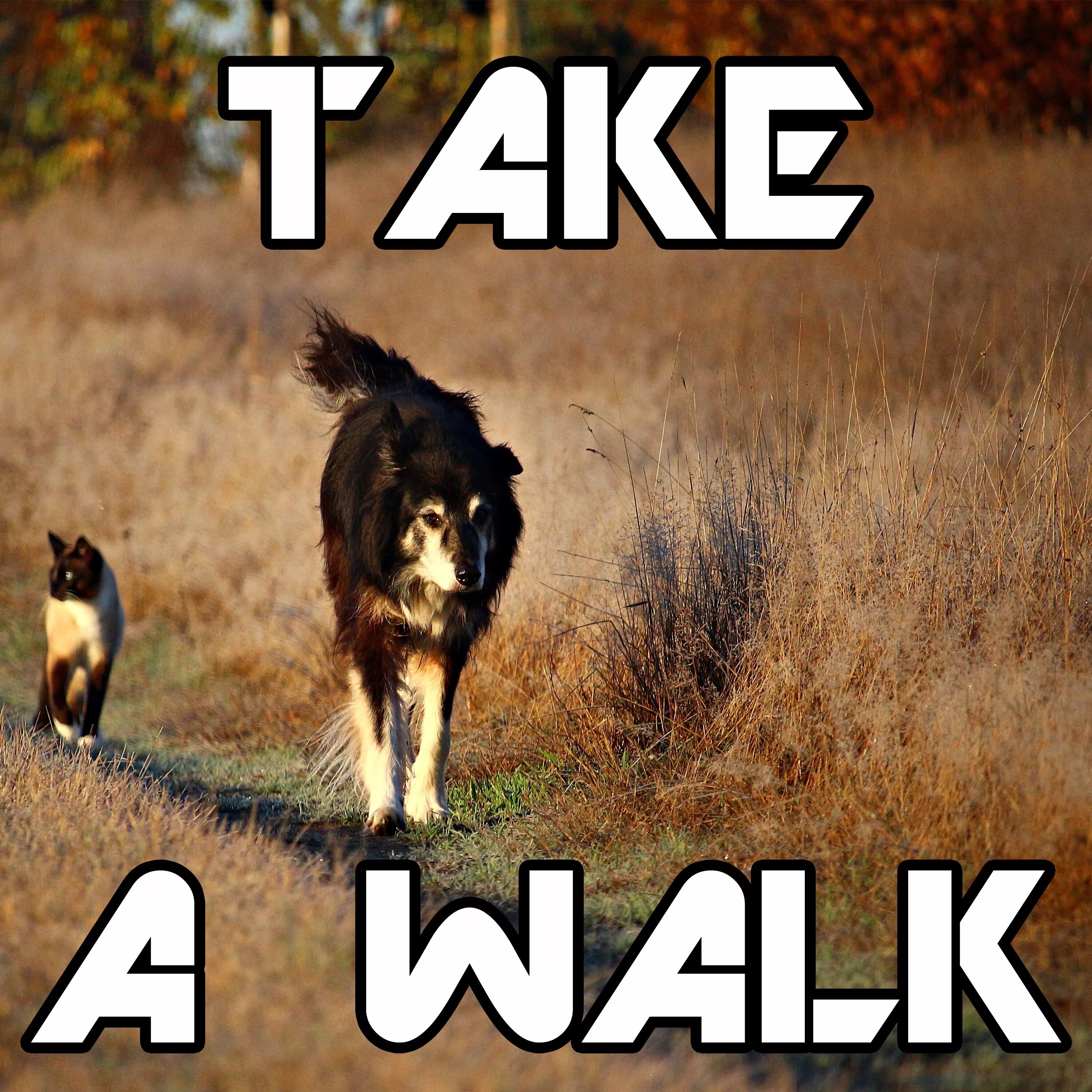 You can take a walk. Take a walk. Taking a walk. Картинки can we take a walk. I took walk.