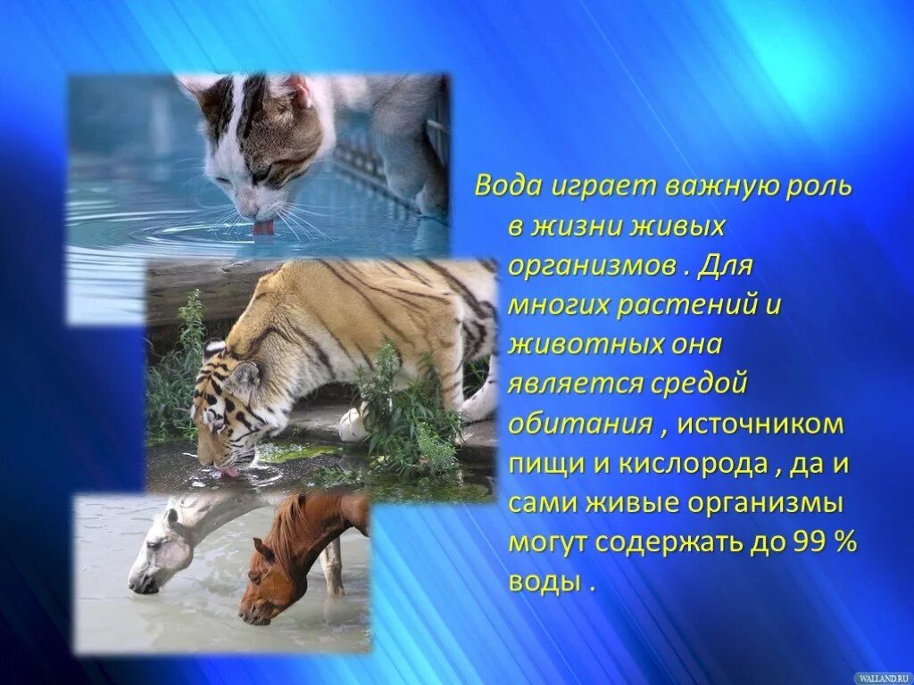 Для чего вода животным окружающий мир. Вода в жизни животных. роль воды для животных. роль воды для растений и животных. важность воды для животных.
