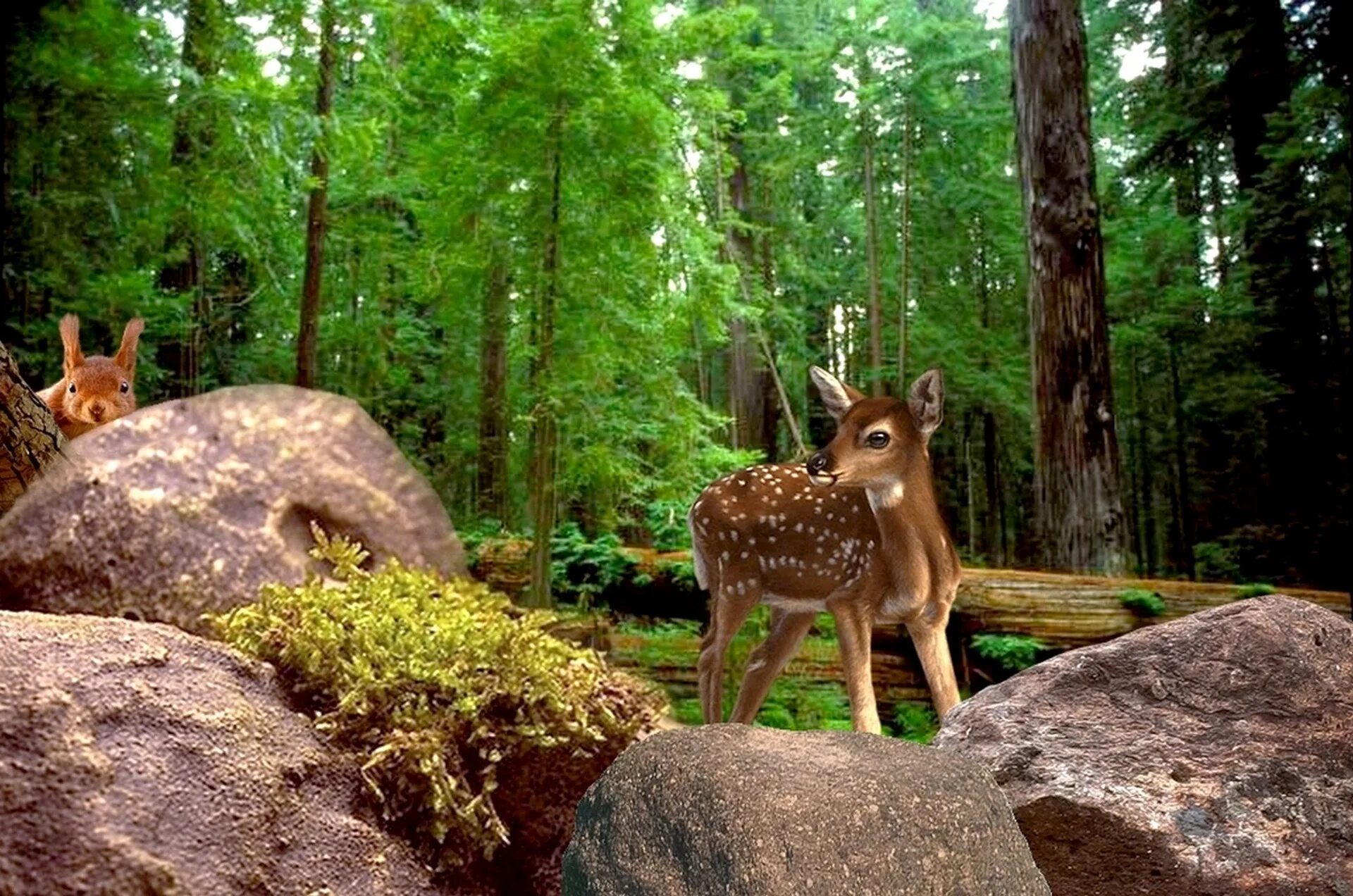 Животные леса. Звери в лесу. Лес с животными. Лесное животное. Wildlife на русском