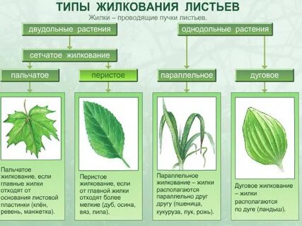 Перистое жилкование