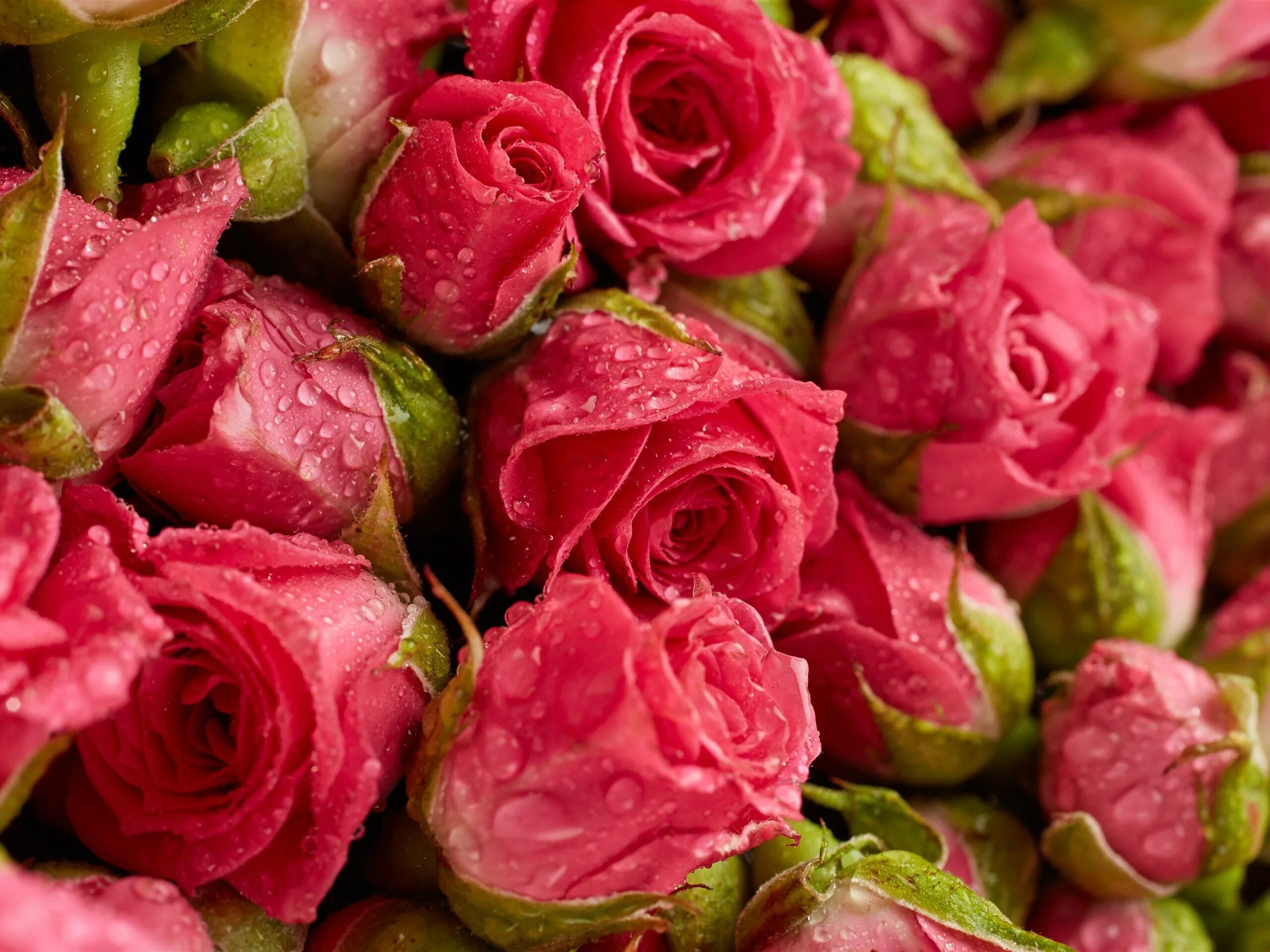 Бутоны роз букет. Бутоны дамасской розы. Шикарные цветы. Яркие розы. Обои розочки