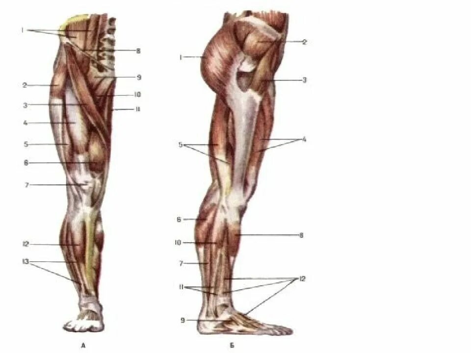 Анатомия нижней конечности человека. Кости и мышцы пояса нижней конечности анатомия. Мышцы пояса нижней конечности анатомия. Мышцы нижней конечности анатомия. Мышцы нижних конечностей человека анатомия.