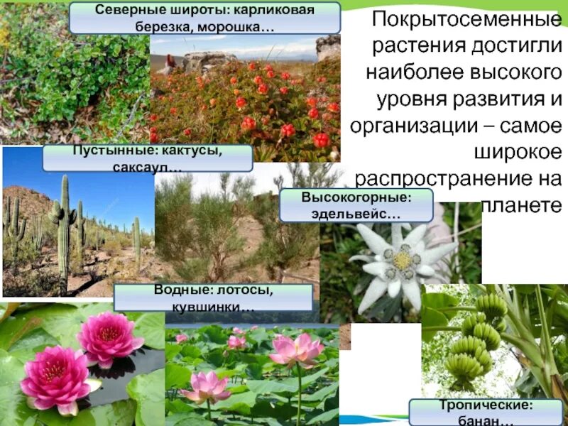 Покрытосеменные перечислить. Среда обитания покрытосеменных. Многообразие и распространение покрытосеменных. Цветковые растения характеристика. Характеристика цветковых растений.