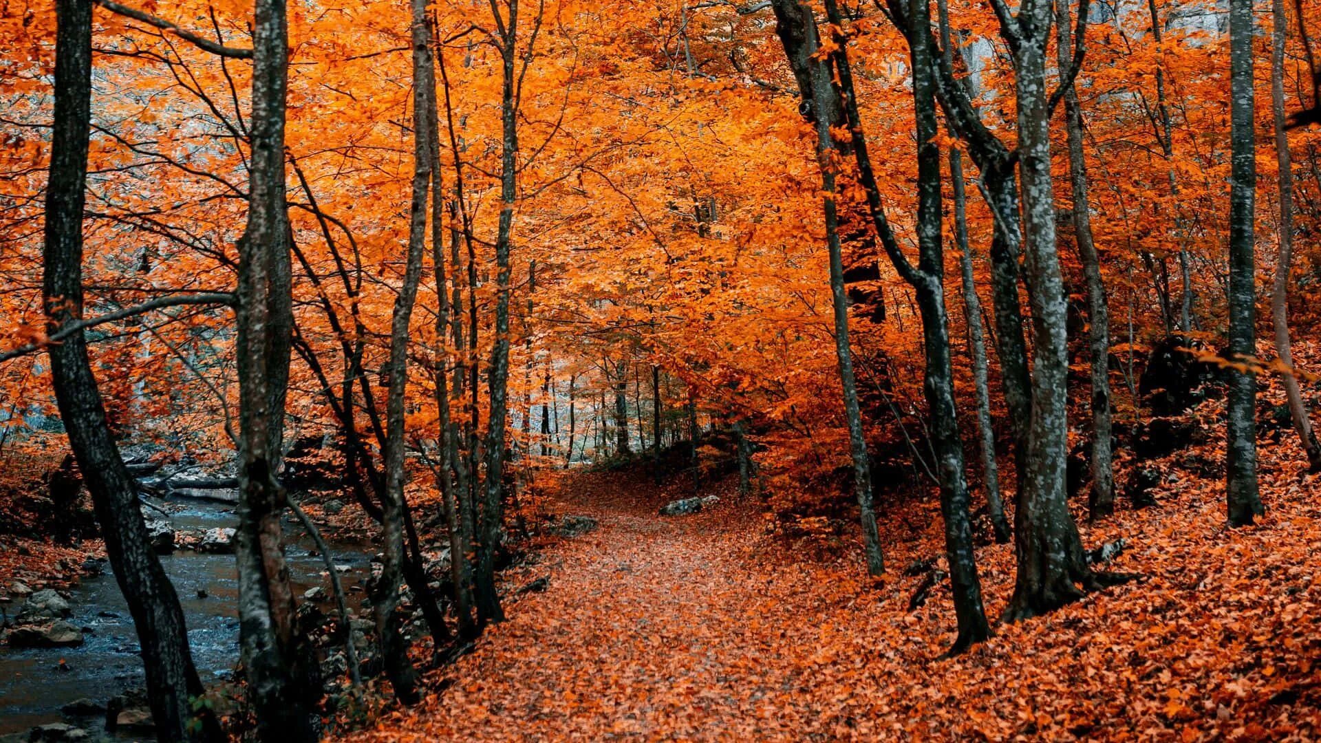 Fall around. Осень картинки. Осенний лес. Оранжевый лес. Осень в лесу.