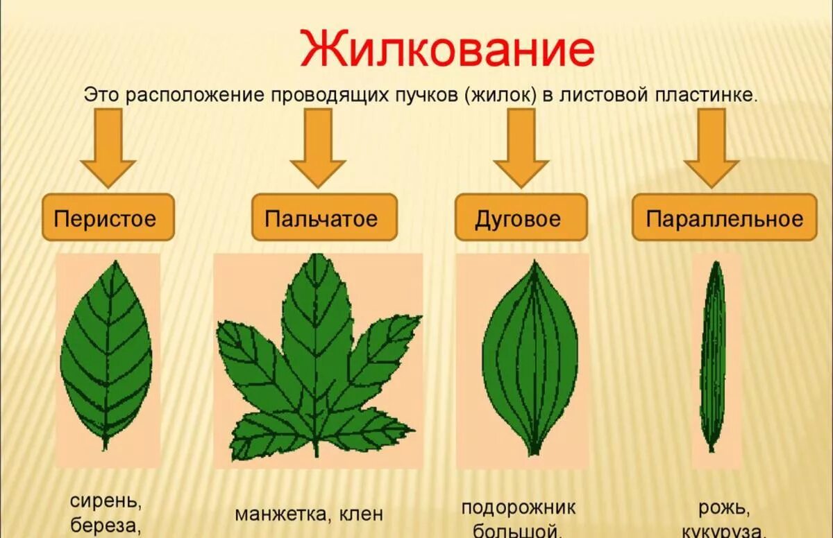 Жилкование сетчатое дуговое параллельное. Типы жилкования листовой пластинки. Пальчатое жилкование листьев. Типы жилкования листьев. Параллельным жилкованием листовых пластинок.