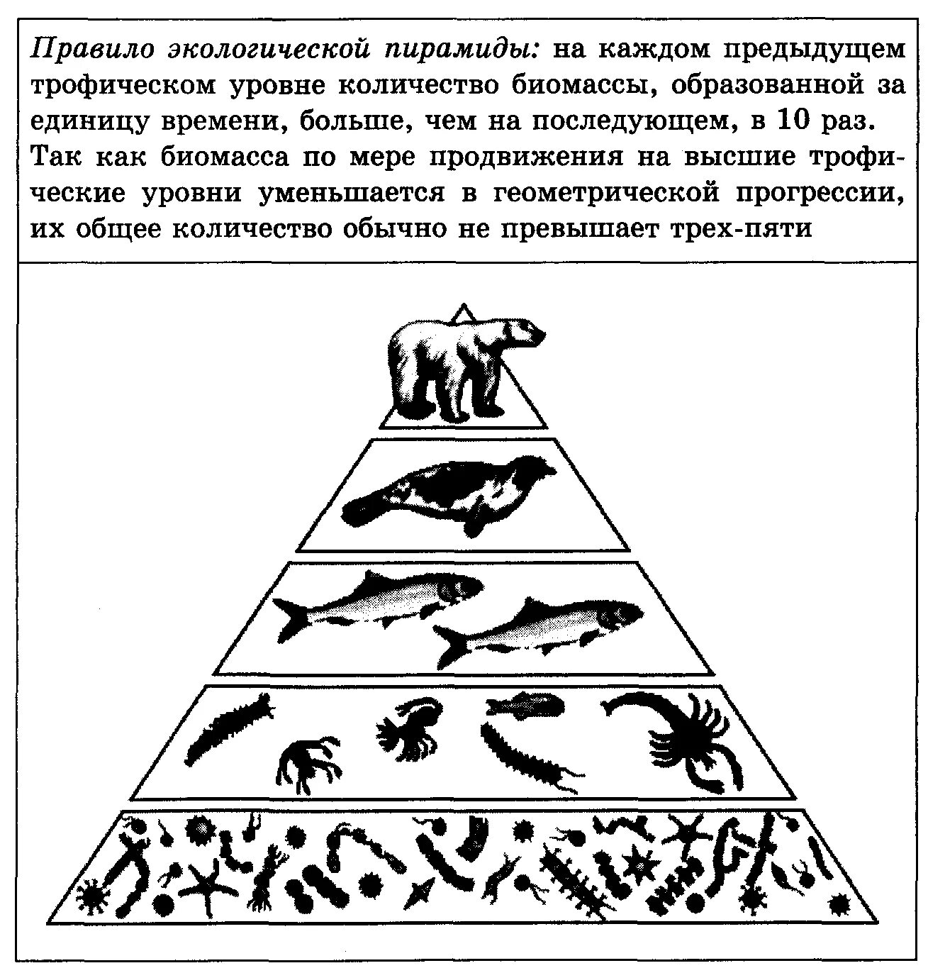 Правило экологической пирамиды Линдемана. Схема экологической пирамиды чисел. Пирамида Линдемана экологическая. Экологические пирамиды пирамида биомасс.