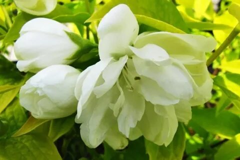 Йеллоу хилл