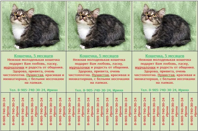Сколько весит кот в год. Размер котят по месяцам таблица. котенок 6 месяца размеры вес. как определить возраст котенка по весу. вес кота по возрасту таблица.