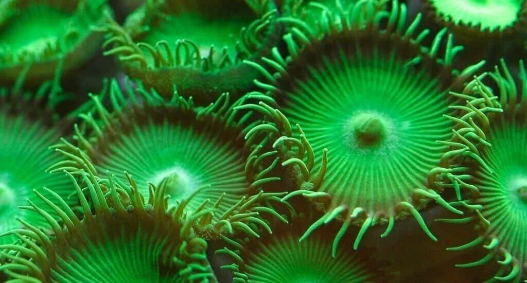 Что ученые называют фитопланктоном дайте определение. Фитопланктон диатомовые водоросли. Одноклеточные планктонные водоросли. Планктон и фитопланктон. Морской фитопланктон водоросль.