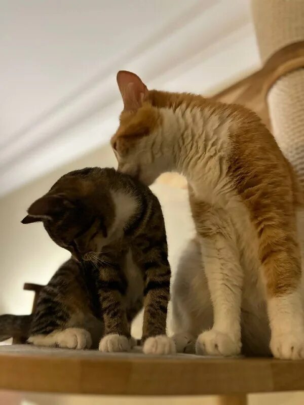 друзья кота коржика