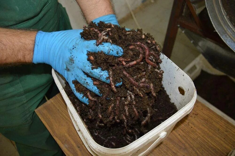 Разводим червей в домашних. Биогумус калифорнийский червь. Вермиферма биогумус.