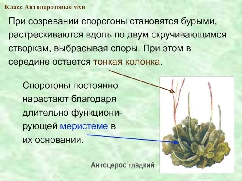 Что характерно для мхов. Антоцеротовые мхи характеристика. Отдел антоцеротовые мхи представители. Антоцеротовые мхи размножение. Характеристика класса антоцеротовые мхи.