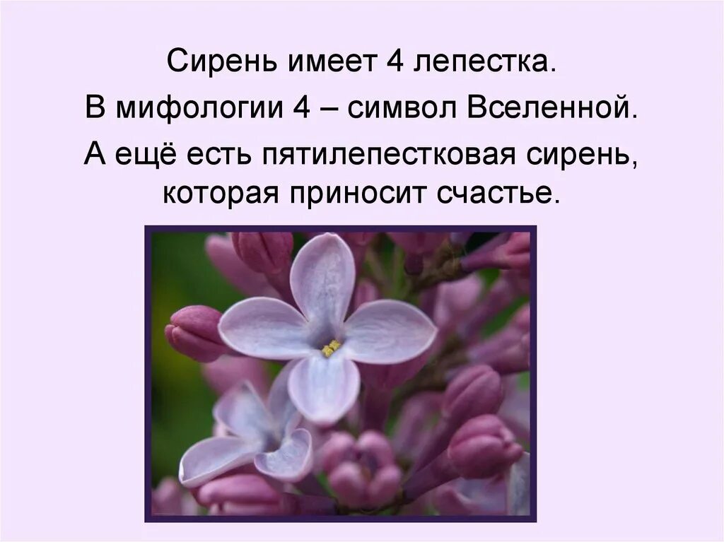 Расцвела душистая сирень это распространенное предложение. Презентация на тему сирень. интересные факты о сирени. сирень презентация для детей. сообщение о сирени.