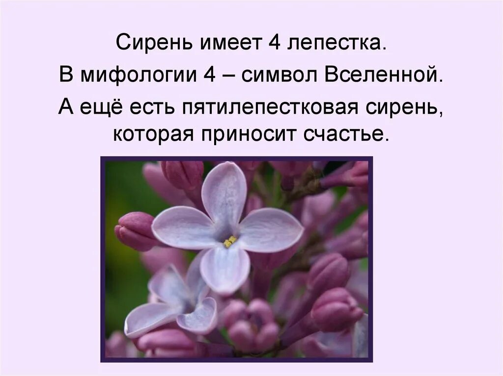 Сообщение о сирени. Интересные факты о сирени. Сирень презентация для детей. Небольшая информация о сирени. Рассказ про сирень