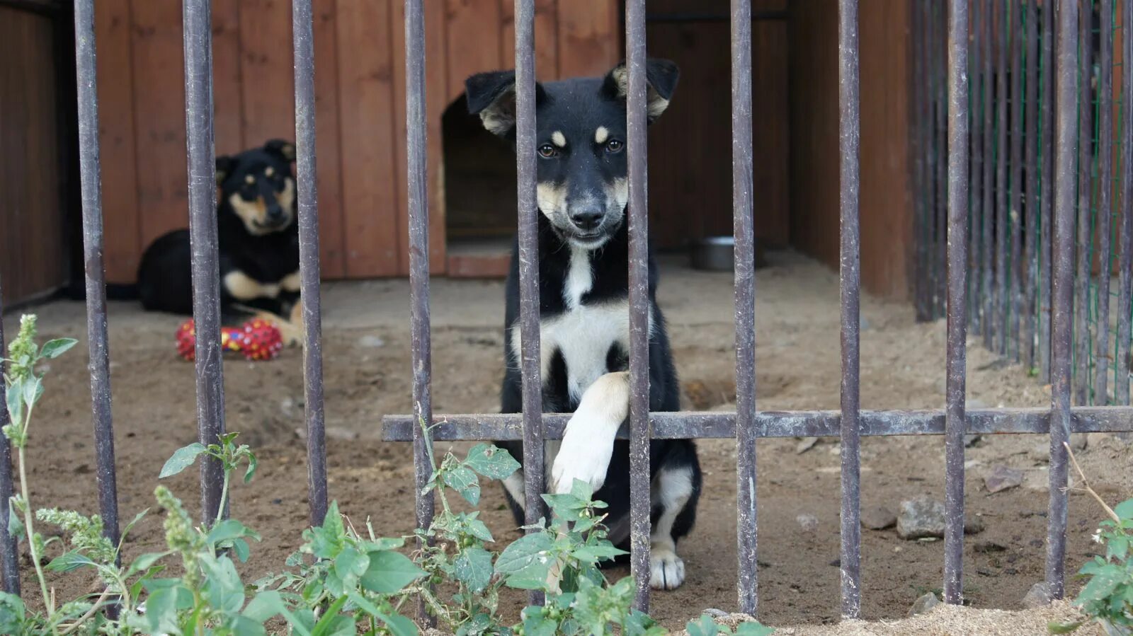 помоги найти дом бездомным животным в соликамске