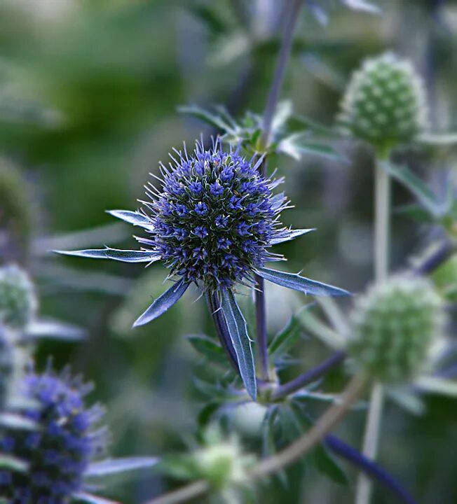 Синеголовник плосколистный eryngium planum. Синеголовник чертополох оберег. Синеголовник плосколистный eryngium planum. Синеголовник полевой (равнинный). Синеголовник морской.