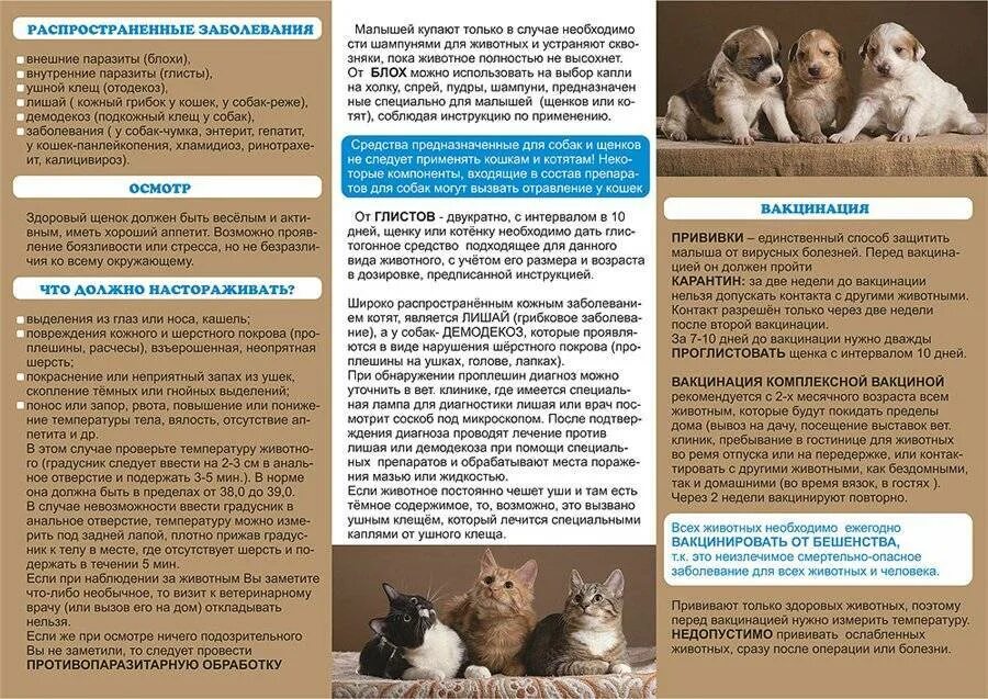 Содержание котенка
