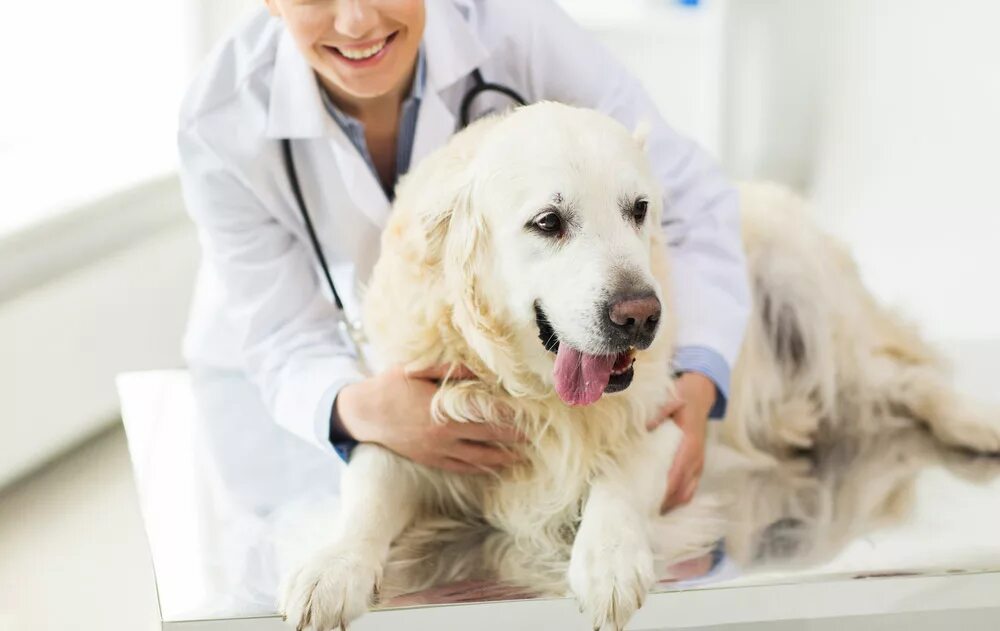 Регистрация pet. Собака в клинике. Собака Ветеринария. Собака в ветеринарной клинике. Ветеринар с собакой.