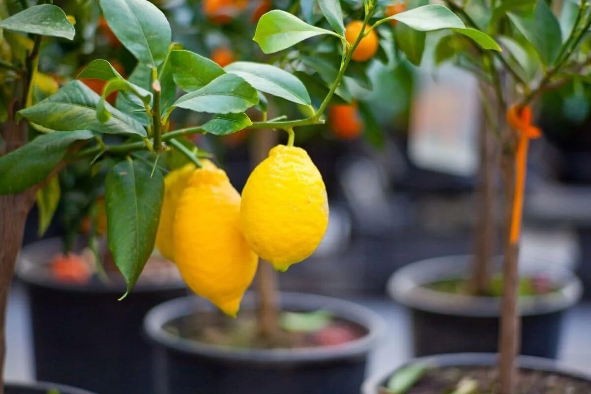 Цитрус (комнатное растение) лимон Мейера. Цитрус (Citrus) – лимон дерево. Лимон Мейера куст. Lemon Tree (лимонное дерево). Сохранить лимоны в домашних