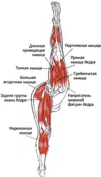 Ягодицы снизу. Мышцы при растяжке на поперечный шпагат. Растяжка портняжной мышцы бедра. Мышцы задействованные в поперечном шпагате. Мышцы бедра задняя группа при продольном шпагате.