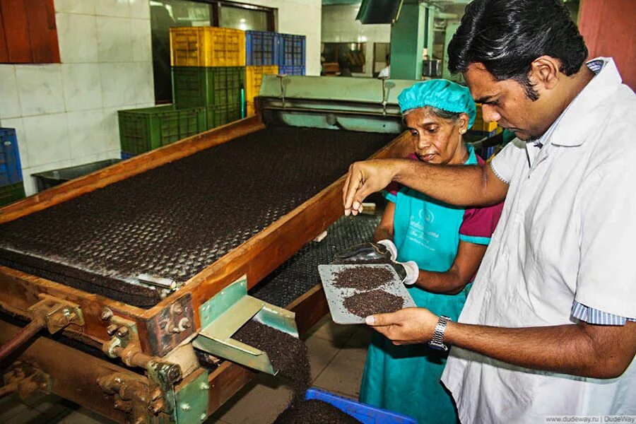 Чайный завод Шри Ланка. Фабрика чая Шри Ланка. Чайная фабрика Шри Ланка. Промышленность Шри Ланки. Шри ланка кофе