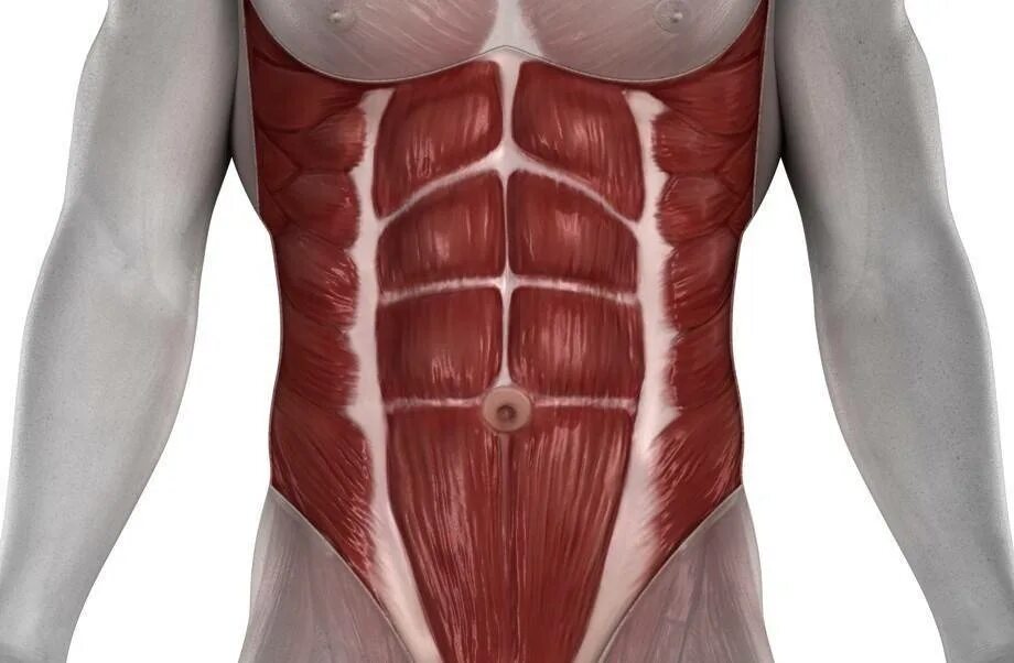 Прямые мышцы живота у мужчин. Rectus abdominis. Мышцы живота анатомия человека. Анатомия брюшной полости человека мышцы. Мышцы брюшного пресса анатомия.
