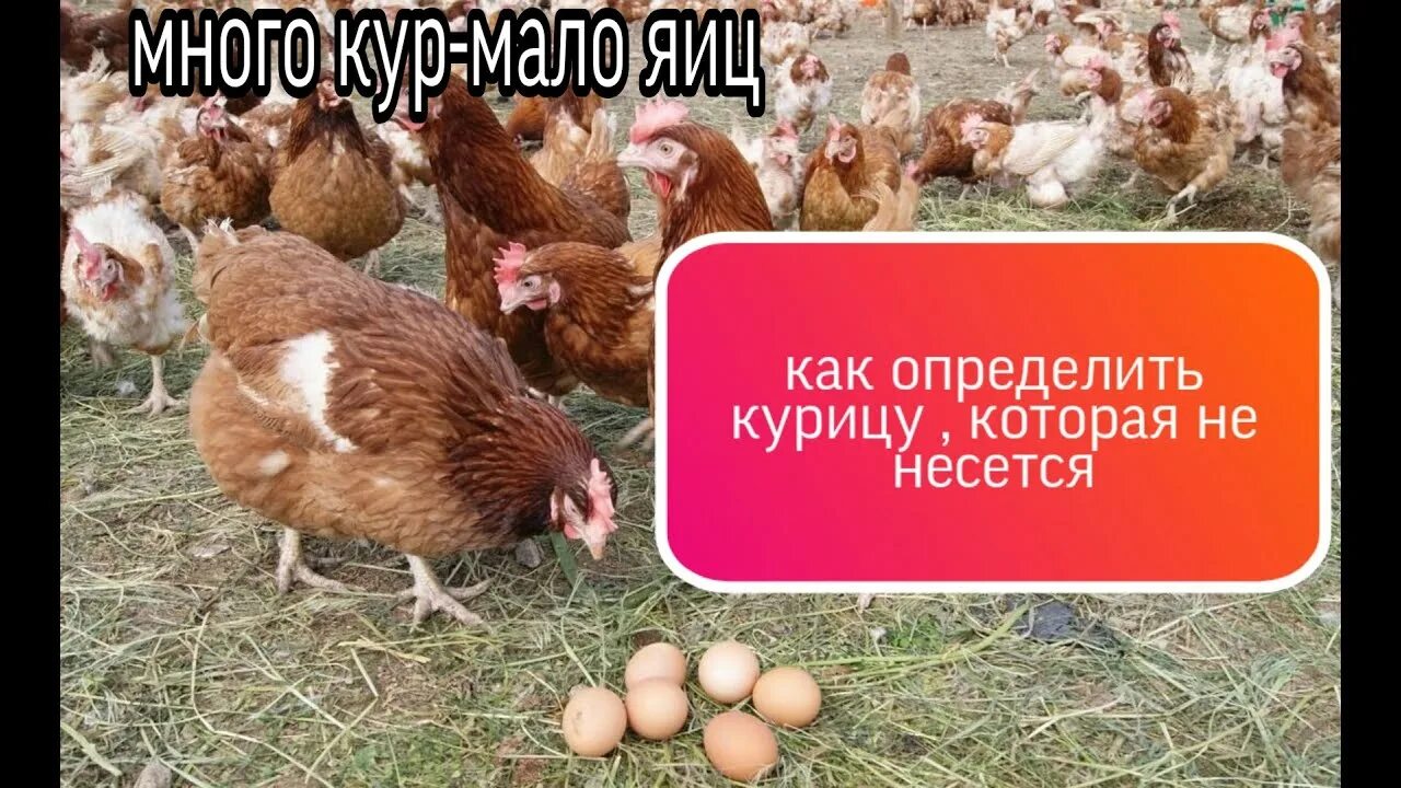 Как найти курицу. Куры не несутся. Как несется курица. Как определить что курица несется. Как распознать несущихся кур.