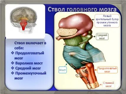 Ствол головного мозга