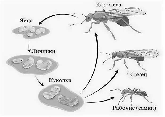 Жизненный цикл муравья. Цикл развития личинки муравья. Перепончатокрылые развитие схема. Стадия развития муравья яйцо личинка.