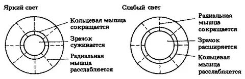 Диаметр зрачка при ярком освещении