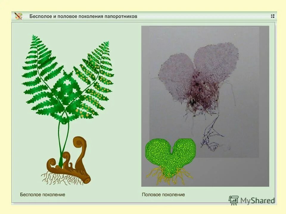 Половое поколение представлено. Бесполое поколение папоротника. Половое поколение папоротника. Бесполое поколение и половое поколение папоротника. Бесполое поколение папоротника рисунок.