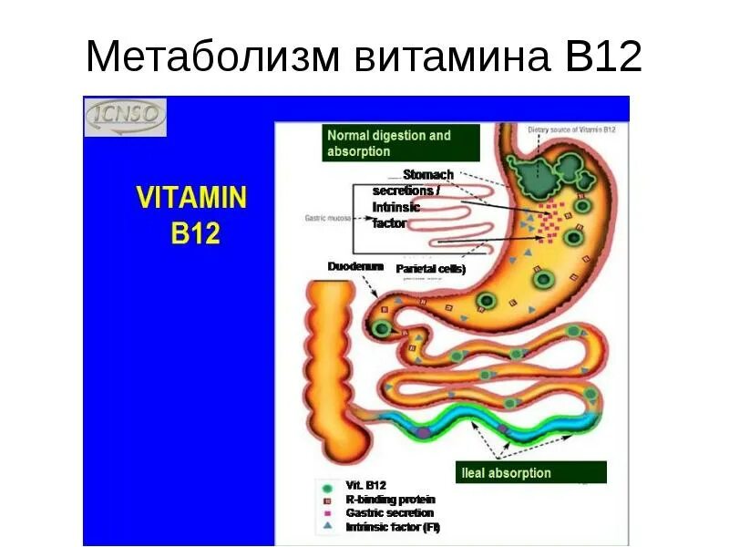 Метаболизм витамина б. Схема метаболизма витамина в12. Схема метаболизма витамина в12. Метаболизм витамина б. Метаболизм витамина б.