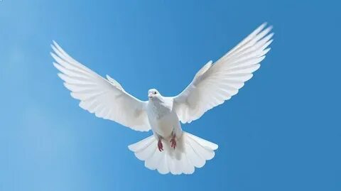 Лиза Энн сексуалды лесбиянкалардың бейнелерін қараңыз