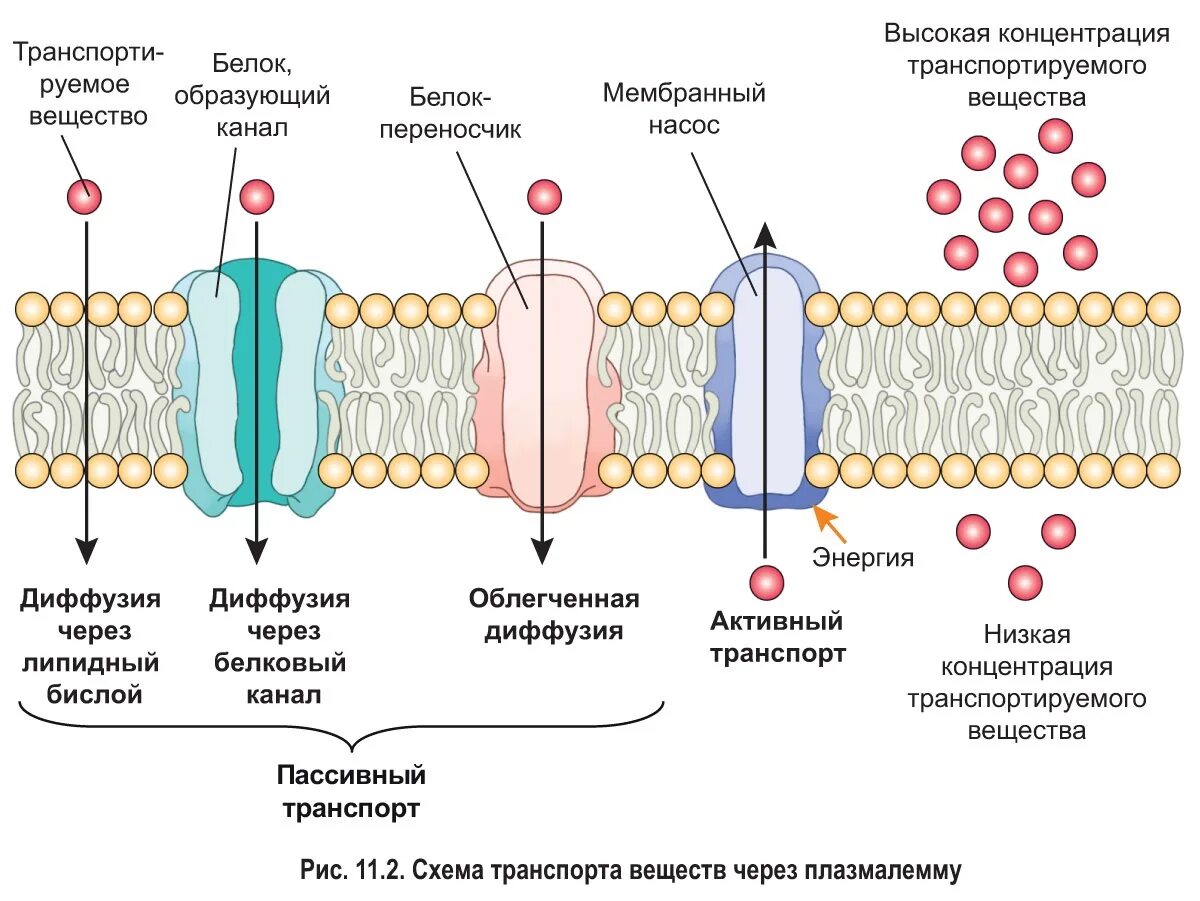 Белковый транспорт. Поверхностный аппарат клетки биологическая мембрана. Мембраны клетки плазмалемма. Проницаемость цитоплазматической мембраны для ионов. Мембрана клетки транспорт веществ.