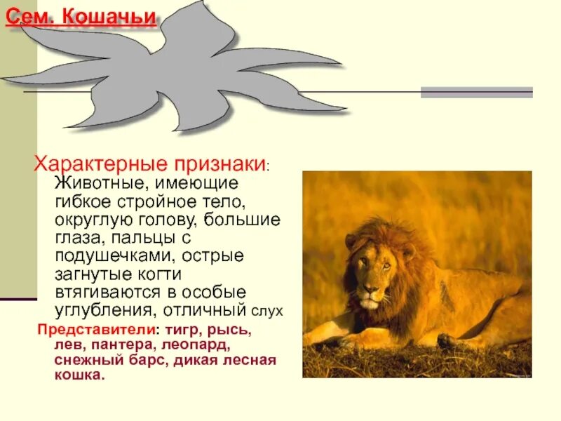 Какими признаками животного обладают животные. Характерные особенности животных. кошачьи характерные признаки. признаки животных на уровне организма. что имеют животные.