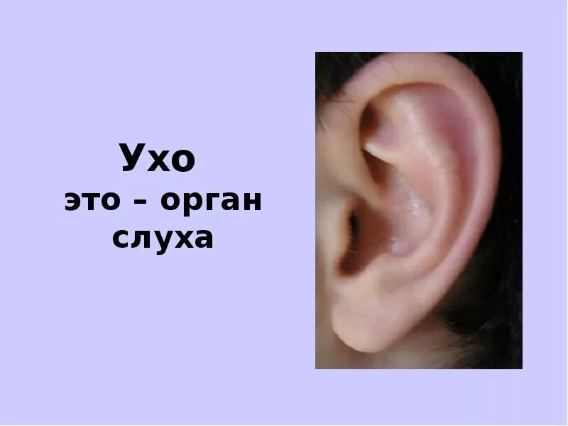 Орган чувств ухо. Орган слуха анатомия уха строение. Презентация на тему органы слуха. Сообщение об органе чувств. Строение уха 4 класс окружающий мир.